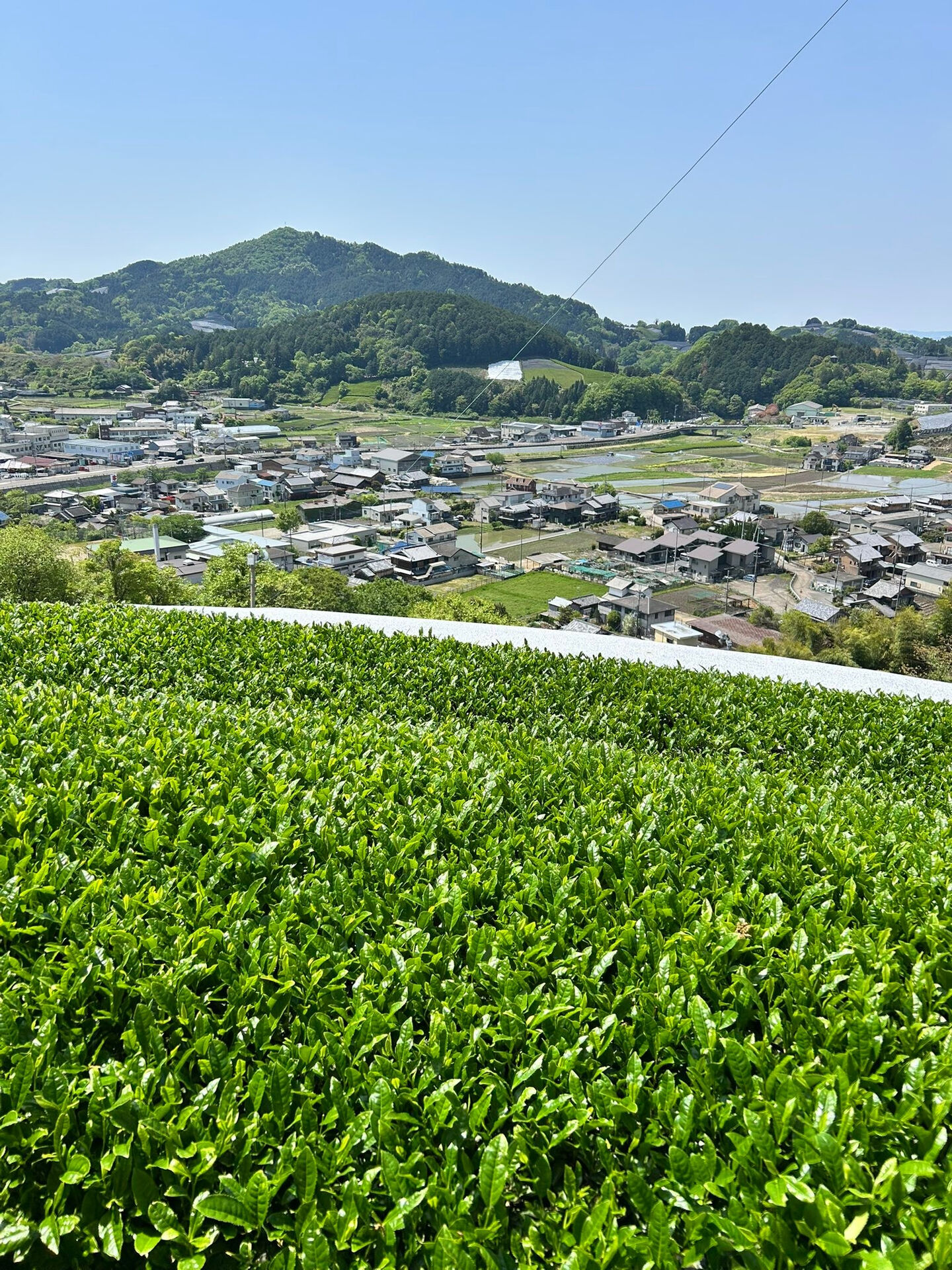 【茶摘み体験】